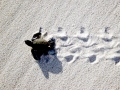 Green Sea Turtle