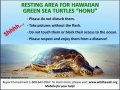 Green Sea Turtle