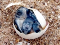 Green Sea Turtle