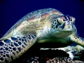 Green Sea Turtle