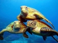 Green Sea Turtle