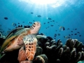 Green Sea Turtle