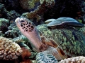 Green Sea Turtle