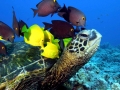 Green Sea Turtle