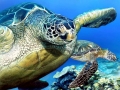 Green Sea Turtle