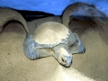 Green Sea Turtle