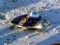 Green Sea Turtle