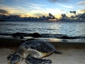 Green Sea Turtle
