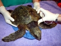 Green Sea Turtle