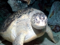 Green Sea Turtle