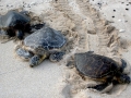 Green Sea Turtle