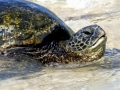 Green Sea Turtle