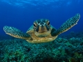 Green Sea Turtle
