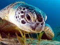 Green Sea Turtle