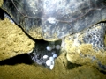 Green Sea Turtle