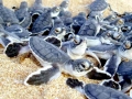 Green Sea Turtle