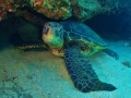 Green Sea Turtle
