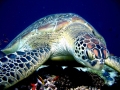 Green Sea Turtle