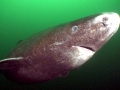 Greenland Shark