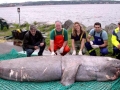 Greenland Shark