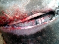 Greenland Shark