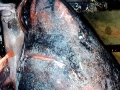 Greenland Shark