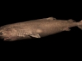 Greenland Shark