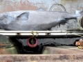 Greenland Shark