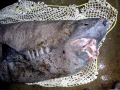 Greenland Shark