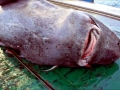 Greenland Shark