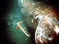 Greenland Shark