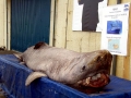 Greenland Shark
