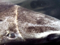 Greenland Shark