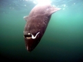 Greenland Shark