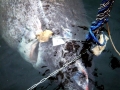 Greenland Shark