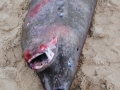 Greenland Shark