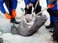 Greenland Shark