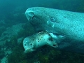 Greenland Shark