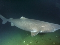 Greenland Shark