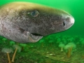 Greenland Shark