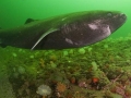 Greenland Shark
