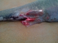 Greenland Shark