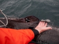 Greenland Shark