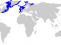 Greenland Shark