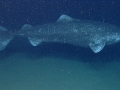 Greenland Shark