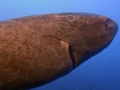 Greenland Shark