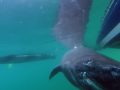 Greenland Shark