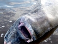 Greenland Shark