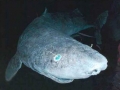 Greenland Shark