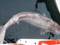 Greenland Shark